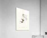 Chestnut-rumped Acanthiza Acanthiza uropygialis illustrated by Elizabeth Gould 1804–1841 for John Gould’s 1804-1881 Birds of Australia  Acrylic Print