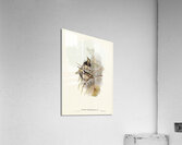 Fasciated Honey-eater Ptilotis fasciogularis illustrated by Elizabeth Gould 1804–1841 for John Gould’s 1804-1881 Birds of Australia  Acrylic Print