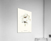 Graceful Honey-eater Ptilotis ornatus illustrated by Elizabeth Gould 1804–1841 for John Gould’s 1804-1881 Birds of Australia  Acrylic Print