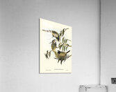 Warty-faced Honey-eater Zanthomyza Phrygia illustrated by Elizabeth Gould 1804–1841 for John Gould’s 1804-1881 Birds of Australia  Acrylic Print