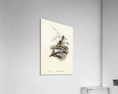 Rufescent Scrub-Bird Atrichia rufescens illustrated by Elizabeth Gould 1804–1841 for John Gould’s 1804-1881 Birds of Australia  Acrylic Print