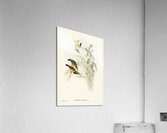 Australian Sun-bird Nectarinia australis illustrated by Elizabeth Gould 1804–1841 for John Gould’s 1804-1881 Birds of Australia  Acrylic Print