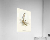 Black-faced Wood-Swallow Artamus melanops illustrated by Elizabeth Gould 1804–1841 for John Gould’s 1804-1881 Birds of Australia  Acrylic Print