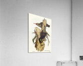 Rifle Bird Ptiloris paradiseus illustrated by Elizabeth Gould 1804–1841 for John Gould’s 1804-1881 Birds of Australia  Acrylic Print