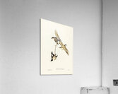 White-breasted Zosterops Zosterops albogularis illustrated by Elizabeth Gould 1804–1841 for John Gould’s 1804-1881 Birds of Australia  Acrylic Print