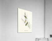 Spotted Sericornis Sericornis maculatus illustrated by Elizabeth Gould 1804–1841 for John Gould’s 1804-1881 Birds of Australia  Acrylic Print