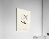 White-bellied Flycatcher Monarcha albiventris illustrated by Elizabeth Gould 1804–1841 for John Gould’s 1804-1881 Birds of Australia  Acrylic Print