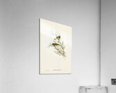 Masked Gerygone Gerygone personata illustrated by Elizabeth Gould 1804–1841 for John Gould’s 1804-1881 Birds of Australia  Acrylic Print