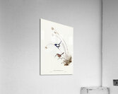 White-winged Wren Malurus leucopterus illustrated by Elizabeth Gould 1804–1841 for John Gould’s 1804-1881 Birds of Australia  Acrylic Print