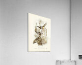 Yellow-throated Sericornis Sericornis citreogularis illustrated by Elizabeth Gould 1804–1841 for John Gould’s 1804-1881 Birds of Australia  Acrylic Print