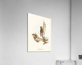 Rufous Tree-Creeper Climacteris rufa illustrated by Elizabeth Gould 1804–1841 for John Gould’s 1804-1881 Birds of Australia  Acrylic Print