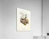 Fawn-breasted Superb Warbler Malurus hypoleucus illustrated by Elizabeth Gould 1804–1841 for John Gould’s 1804-1881 Birds of Australia  Acrylic Print