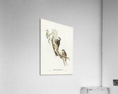 Red-eyebrowed Tree-Creeper Climacteris crythrops illustrated by Elizabeth Gould 1804–1841 for John Gould’s 1804-1881 Birds of Australia  Acrylic Print