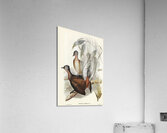 Albert Lyre-Bird Menura Alberti illustrated by Elizabeth Gould 1804–1841 for John Gould’s 1804-1881 Birds of Australia  Acrylic Print