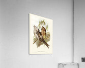 Marbled Podargus Podargus marmoratus illustrated by Elizabeth Gould 1804–1841 for John Gould’s 1804-1881 Birds of Australia  Acrylic Print