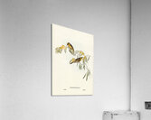 Plumed Honey-eater Ptilotis plumulus illustrated by Elizabeth Gould 1804–1841 for John Gould’s 1804-1881 Birds of Australia  Acrylic Print