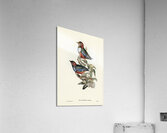 Macklot&39s Pitta Pitta Mackloti illustrated by Elizabeth Gould 1804–1841 for John Gould’s 1804-1881 Birds of Australia  Acrylic Print