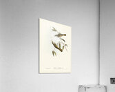 Cockerells Honey-eater Ptilotis Cockerelli illustrated by Elizabeth Gould 1804–1841 for John Gould’s 1804-1881 Birds of Australia  Acrylic Print