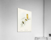 Little Acanthiza Acanthiza nana illustrated by Elizabeth Gould 1804–1841 for John Gould’s 1804-1881 Birds of Australia  Acrylic Print