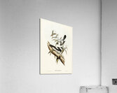 Kaups Flycatcher Arses Kaupi illustrated by Elizabeth Gould 1804–1841 for John Gould’s 1804-1881 Birds of Australia  Acrylic Print