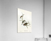 Shining Cuckoo Chrysococcyx lucidus illustrated by Elizabeth Gould 1804–1841 for John Gould’s 1804-1881 Birds of Australia  Acrylic Print