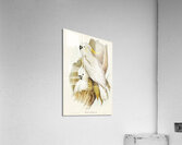 Crested Cockatoo Cacatua galerita illustrated by Elizabeth Gould 1804–1841 for John Gould’s 1804-1881 Birds of Australia  Acrylic Print