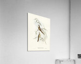 Crested Cockatoo Cacatua galerita illustrated by Elizabeth Gould 1804–1841 for John Gould’s 1804-1881 Birds of Australia  Acrylic Print