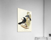 Keraudrens Crow-Shrike Manucodia Keraudreni illustrated by Elizabeth Gould 1804–1841 for John Gould’s 1804-1881 Birds of Australia  Acrylic Print