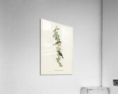 Large-billed Sericornis Sericornis magnirostris illustrated by Elizabeth Gould 1804–1841 for John Gould’s 1804-1881 Birds of Australia  Acrylic Print