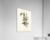 Large-headed Robin Eopsaltria capito illustrated by Elizabeth Gould 1804–1841 for John Gould’s 1804-1881 Birds of Australia  Acrylic Print