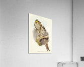 Papuan Podargus Podargus Papuensis illustrated by Elizabeth Gould 1804–1841 for John Gould’s 1804-1881 Birds of Australia  Acrylic Print