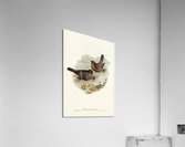 Vinous-tinted Blackbird Merula vinitincta illustrated by Elizabeth Gould 1804–1841 for John Gould’s 1804-1881 Birds of Australia  Acrylic Print