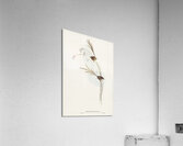 Emu Wren tipiturus malachurus illustrated by Elizabeth Gould 1804–1841 for John Gould’s 1804-1881 Birds of Australia  Acrylic Print