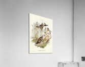 Spine-tailed Orthonyx Orthonyx spinicaudus illustrated by Elizabeth Gould 1804–1841 for John Gould’s 1804-1881 Birds of Australia  Acrylic Print