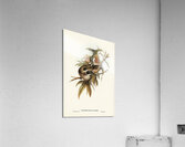 Helmeted Honey-eater Tropidorhynchus Buceroides illustrated by Elizabeth Gould 1804–1841 for John Gould’s 1804-1881 Birds of Australia  Acrylic Print