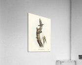 Orange-winged Sittella Sittella chrysoptera illustrated by Elizabeth Gould 1804–1841 for John Gould’s 1804-1881 Birds of Australia  Acrylic Print