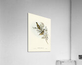 Robust Zosterops Zosterops strenuus illustrated by Elizabeth Gould 1804–1841 for John Gould’s 1804-1881 Birds of Australia  Acrylic Print