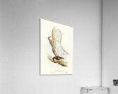 Robust Zosterops Zosterops strenuus illustrated by Elizabeth Gould 1804–1841 for John Gould’s 1804-1881 Birds of Australia  Acrylic Print