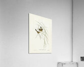 Lineated Warbler Cysticola lineocapilla illustrated by Elizabeth Gould 1804–1841 for John Gould’s 1804-1881 Birds of Australia  Acrylic Print