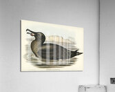 Sooty Albatros Diomedea fuliginosa illustrated by Elizabeth Gould 1804–1841 for John Gould’s 1804-1881 Birds of Australia  Acrylic Print