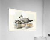 Soft-plumaged Petrel Procellaria mollis illustrated by Elizabeth Gould 1804–1841 for John Gould’s 1804-1881 Birds of Australia  Acrylic Print