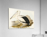 Australian Pelican Pelecanus conspicillatus illustrated by Elizabeth Gould 1804–1841 for John Gould’s 1804-1881 Birds of Australia  Acrylic Print