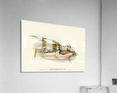 Hoary-headed Grebe Podiceps poliocephalus illustrated by Elizabeth Gould 1804–1841 for John Gould’s 1804-1881 Birds of Australia  Acrylic Print