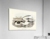 Cooks Petrel Procellaria Cookii illustrated by Elizabeth Gould 1804–1841 for John Gould’s 1804-1881 Birds of Australia  Acrylic Print