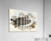 Cautious Albatros Diomedea cauta illustrated by Elizabeth Gould 1804–1841 for John Gould’s 1804-1881 Birds of Australia  Acrylic Print