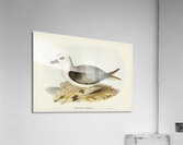 White-headed Petrel Procellaria Lessonii illustrated by Elizabeth Gould 1804–1841 for John Gould’s 1804-1881 Birds of Australia  Acrylic Print