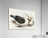 Black-eyebrowed Albatros Diomedea melanophrys illustrated by Elizabeth Gould 1804–1841 for John Gould’s 1804-1881 Birds of Australia  Acrylic Print