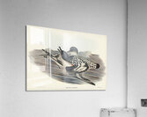 Cape Petrel Daption Capensis illustrated by Elizabeth Gould 1804–1841 for John Gould’s 1804-1881 Birds of Australia  Acrylic Print