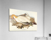 Australian Gannet Sula Australis illustrated by Elizabeth Gould 1804–1841 for John Gould’s 1804-1881 Birds of Australia  Acrylic Print