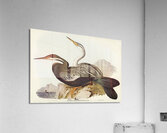 New Holland Darter Plotus Novae-Hollandiae illustrated by Elizabeth Gould 1804–1841 for John Gould’s 1804-1881 Birds of Australia  Acrylic Print